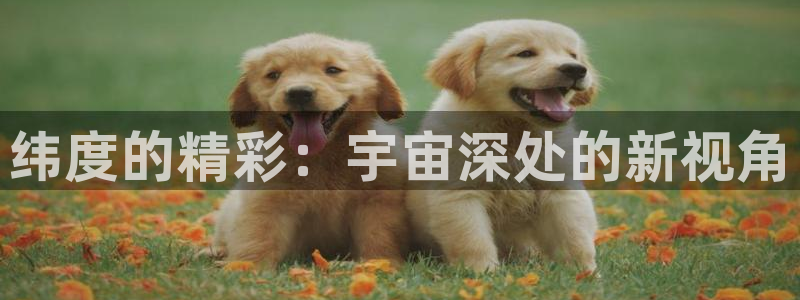 山猫免费直播